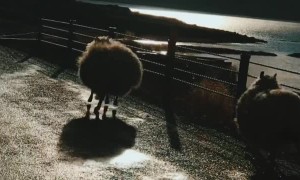 Bouncing Sheep in Iceland