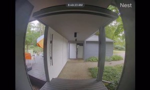 Disappearing Squirrel Dumbfounds Hawk