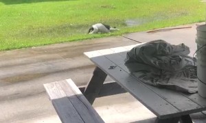 Freshly Bathed Dog Runs Right to Puddle