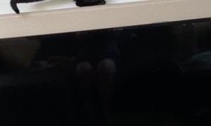 Kitty Squeezes Through Shutters