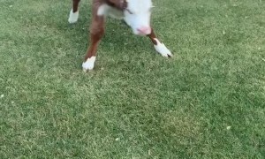 Happy Cow Bounces around in Backyard