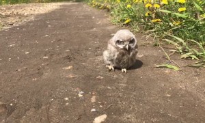 Adorable baby owl goes for a walk