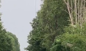 Helicopter Chainsaw Trims Through Trees like Butter