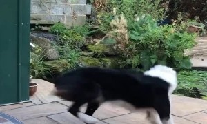 Excited Border Collie Spins for Fish Feeding