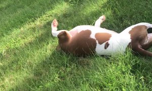Doggo Loves Sliding Down Hills