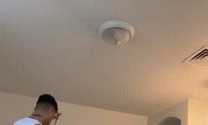 Cat Stylishly Leaps to Snag Rag