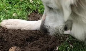 Gentle Dog Loves Gophers