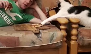 Cat Tries to Steal a Slice of Pizza