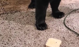 Lady Feeds Black Bear on Front Porch