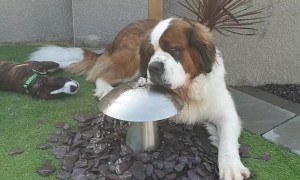 Large Saint Bernard Won't Share Garden Fountain