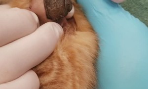 Bot Fly Larvae Successfully Removed from Kitten
