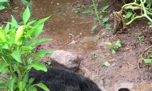 Duck Does a Dance in Puddle