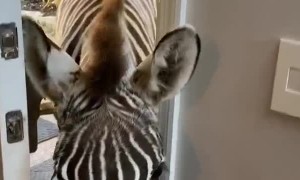 Zoey the Zebra Learns to Open the Door