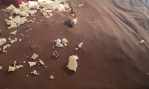 Dog Destroys Chair and Climbs Inside