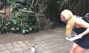 Cheeky Monkey Tries to Take a Peek