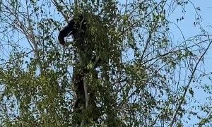 Bear Cubs Playing in South Lake Tahoe