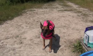 Dog And Owl Are So Inseparable They Even Swim Together