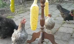 Chickens Entertained by Exercise Wheel