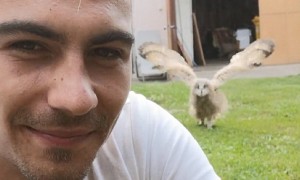 Baby Owl Amazingly Runs Over When Called
