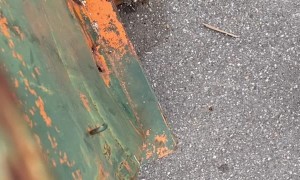 Raccoon Rescued from Narrow Hole in Dumpster