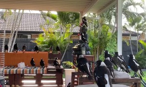 Flock of Magpies Make Themselves at Home