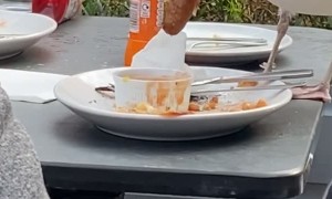 Seagull Swallows Sausage Whole