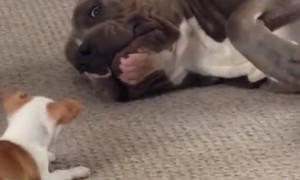 Pit Bull adorably plays with tiny Chihuahua puppy