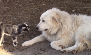 Responsible Dog Happily Babysits Tiny Baby Goats