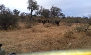 Video Shows Moment Elephant Charges Straight For Vehicle