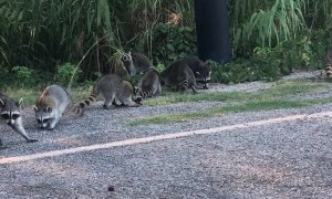 Kind Lady Feeds a Nursery of Raccoons Grapes