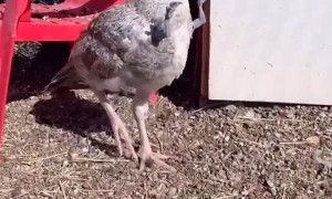 Birds Doing Dino Arms