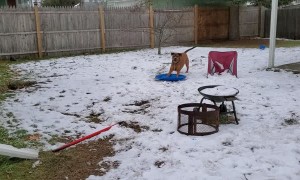 Sweet Dog Goes Sledding