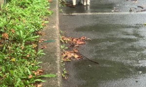 Purrfect Pals in the Parking Lot