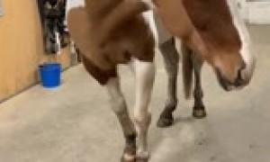 Australian Shepherd gives horse best friend the sweetest hug ever