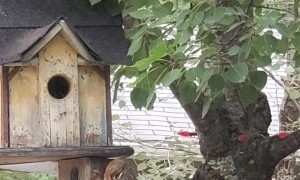 Squirrel Scurries Away Baby to Birdhouse