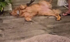 Vacuuming Dog Hair Direct From the Source