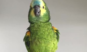 Parrot sings, 'Feeling Hot Hot Hot', 'Happy Birthday' for the camera