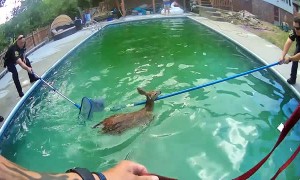 Two Baby Deer “Cheer” After Officers Rescue Them From Pool