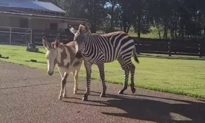 Zebra Got a Little Scared