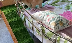 Dad Builds Ramp for Injured Doggy