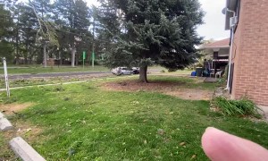 Wild Winds Uproot a Huge Tree in Utah
