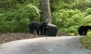 Bears Grab Garbage To Go