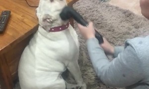 English Bulldog Loves to Get Vacuumed