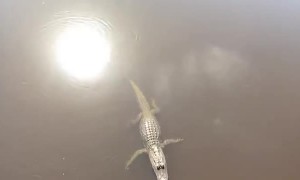 Turtle Gives Gator a High Five