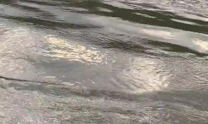 Stylish Pug Pilots Jet Ski