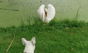 French Bulldog is Curious About Swan