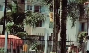 Cut Palm Tree Takes the Ladder Down with It