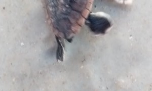 Baby Sea Turtle Makes It to the Ocean