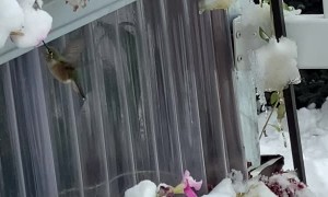 Hungry Hummingbird Tries to Find Food in Frozen Garden