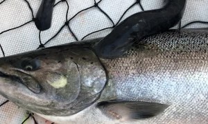 Sea Lamprey Attached to Caught King Salmon